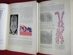 Otto Krolling en Hugo Grau - Lehrbuch der Histologie und vergleichenden mikroskopischen Anatomie der Haustiere [Mit 620 Abbildungen, davon 52 mehrfarbig]