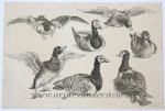 Wenzel Hollar (1606-1677) after Francis Barlow (c.1626-1704) - Antique print, etching | Seven ducks [set: Diversae avium species]/ Zeven eenden, published 1662, 1 p.