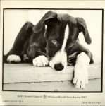 Lennon Lynn .. Photographs .. prachtige honden foto's - Dogmatically speaking