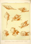 Paul Flanderky 1872-1937. - (DECORATIEVE PRENT,  LITHO - DECORATIVE PRINT, LITHOGRAPH -) # 96- sea shells:Pleurotoma Australis - Pleurotoma Javana - Colunibarium Pagodus - Murex Pinnatus - Rapana - Tudicla ---  Seetiere -- Naturstudien für Kunst u. Kunstgewerbe