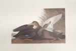 AUDUBON, JOHN JAMES. - DUSKY DUCK.  Plate CCCII. From Audubon's THE BIRDS OF AMERICA. [PROOF PRINT}