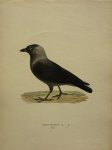 Wright, M. W. und F. von - Coloeus Monedula Originele litho uit Svenska fåglar