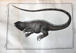 François Marie Daudin - Histoire naturelle, génerale et particulière des reptiles