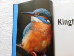 David Chandler and Ian Llewellyn - Kingfisher