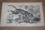  - Antieke prent - Tijger - Circa 1875