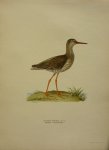 Wright, M. W. und F. von - Totanus Totanus Lin. Originele litho uit Svenska fåglar