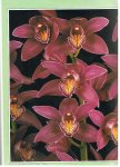 diverse - Orchids for everyone - a practical guide to the home cultivation