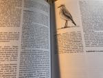 Eigenhuis, Klaas J & Dirk Moerbeek (ill.) - Verklarend en Etymologisch Woordenboek van de Nederlandse Vogelnamen