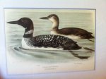 Koekkoek MA (kunstenaar) - Prent van IJsduiker uit Ornithologia Neerlandica
