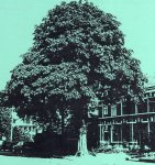 Hassefras, Udo - Bomen van Lisse.