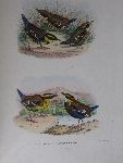 Schlegel, H. - De vogels van Nederlandsch Indie, beschreven en afgebeeld, Les oiseaux des Indes Neerlandaises,