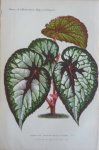 Pannemaeker, P. de - Originele chromolitho  Begonia hyb. discolor-rex ed. pynaert