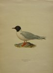 Wright, M. W. und F. von - Larus Minutus  Originele litho uit Svenska fåglar
