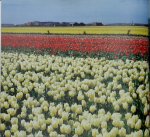 Amsterdam, Herman van ; Voort, Peter van de - Bloemen achter de duinen