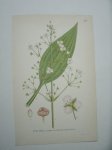 antique print (prent) - Svalting, alisma plantago-aquatica l.