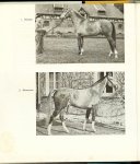 Lijsen H.J .. Met meer dan 100 tekeningen van Rob Krom en 21 foto's met een voorwoord door Dr.H.J. Weekenstroo - Paardenkennis .. Het skelet,het exterieur, het hoofd en de hals, de schoft, de rug, de staart,de voorborst.de ribben, flanken en de buik, de koker en de kling