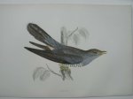 antique bird print. - Cuckoo. Antique bird print. (Koekoek).