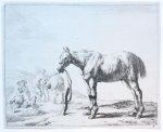 Dirk Stoop (c.1610-1686) - Antique print, etching and aquatint | Standing horse tied to a pole [set of 12 horses] (staand paard vastgebonden aan paal), published 1651, 1 p.