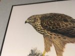Glimmerveen, Ulco - kunstenaar - Havik - originele, gesigneerde aquarel van juveniel op de grond