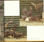 Lemstra, Pien en Veron, Corien - Natuurdecoraties met gaas, hooi en takken