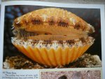Williams, Winston - Florida's Fabulous Seashells / And Other Seashore Life