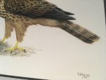 Glimmerveen, Ulco - kunstenaar - Havik - originele, gesigneerde aquarel van juveniel op de grond