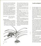 Rijen, W. van - Orchideeen, Extra uitgave  samengesteld door W.van Rijen , 37e jaargang no.6 november 1975