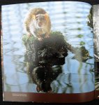 Zijlstra, M. - Ratten / druk 1