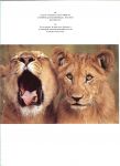 Denis-Huot Christine en Michel .. Met prachtige kleuren foto's  een boek om uren in tegrasduinen - De leeuw: koning van de savanne