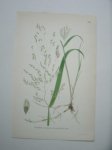 antique print (prent) - Vildris, leersia oryzoides (l.) sw.