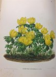 Oudemans, C.A.J.A., Glijm, C. - Neerland's plantentuin : afbeeldingen en beschrijvingen van sierplanten voor tuin en kamer