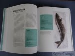 Felix Alen (recepten), Marc Declercq (red.) en Heikki Verdurme (fotogr.) - Het grote Noordzeevis kookboek. De meest complete gids over Noordzeevis. [Noordzee vis kookboek / Noordzeeviskookboek]