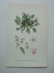 antique print (prent) - Krypljung, loiseleuria procumbens (l.) desv.