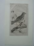 antique bird print. - Der Graufink. (fringilla petronia)