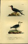 BUFFON et DAUBENTON - Fregatvogel / Mantelmeeuw. Uit: Oeuvres complètes de Buffon suivies de ses continuateurs Daubenton, Lacépéde, Cuvier, Duméril, Poiret, lesson et Geoffroy-St-Hillaire
