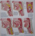Netter Frank H - Digestive system Part I, II en III