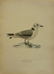 Wright, M. W. und F. von - Rissa Tridactyla Lin. Originele litho uit Svenska fåglar