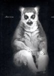 ROSS, Elliot - Elliot Ross - animal + other animals [Signed].