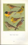 Corti, Ulrich A. - Zangvogels - Nestbouwende vogels uit Europa