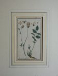 Zorn, J. - Lang uisorba officinalis Tab. 227 Originele handgekleurde kopergravure