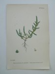 antique print (prent) - Common Marsh-samphire. Salicornia herbacea, var.procumbens. (Kortarige zeekraal).