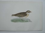 antique print (prent). - Short-toad Lark. Antique bird print. (Kortteenleeuwerik).