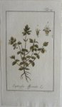 Zorn, J. - Euphrasia officinalis Tab. 39 Originele handgekleurde kopergravure