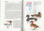 Vladimir Bejcek met illustraties van Pavel Dvorsky  en Vertaling  Wiebe Stuive - Trekvogels Reis door de Natuur