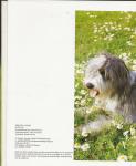 Horst Bielfeld  Vertaling Stephe Bruin Omslagillustraties Jules  Dierick - Handboek honden rassen gedrag verzorg.