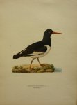Wright, M. W. und F. von - Haematopus Ostralegus Lin. Originele litho uit Svenska fåglar