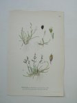 antique print (prent) - Snogras, A: phippsia algida (sol.) R. Br. B: Phippsia concinna (TH. FR.) Lindeb. (gras, grassen).