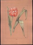 Chris Le Roy - (DECORATIEVE PRENT - LITHO ) TULP