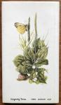 Bastin, Marjolein & Buissink, Frans - Klein herbarium / druk 1