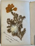  - Botanical album poetry ca 1900 | Poesiealbum/Poezie album (A5 formaat) van Regina Tisfot met 47 bijdragen uit de jaren 1870-1895 uit Amsterdam etc.